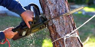 Best Arborist Consultation Services  in Morongo Valley, CA