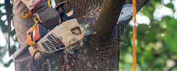 Best Tree Health Inspection  in Morongo Valley, CA