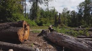 Best Leaf Removal  in Morongo Valley, CA