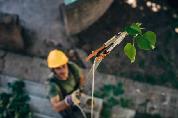 Best Seasonal Cleanup (Spring/Fall)  in Morongo Valley, CA