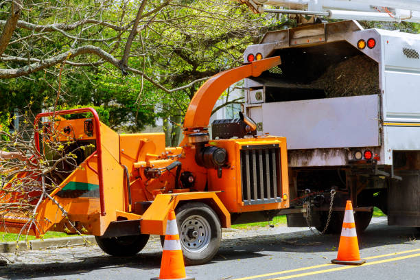 Best Lawn Drainage Solutions  in Morongo Valley, CA