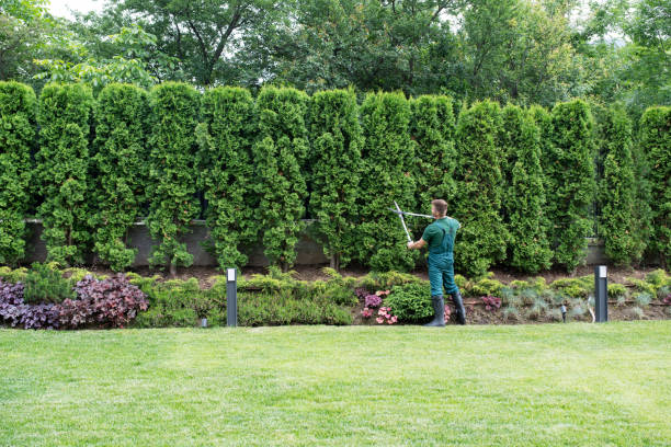 Best Lawn Watering Services  in Morongo Valley, CA