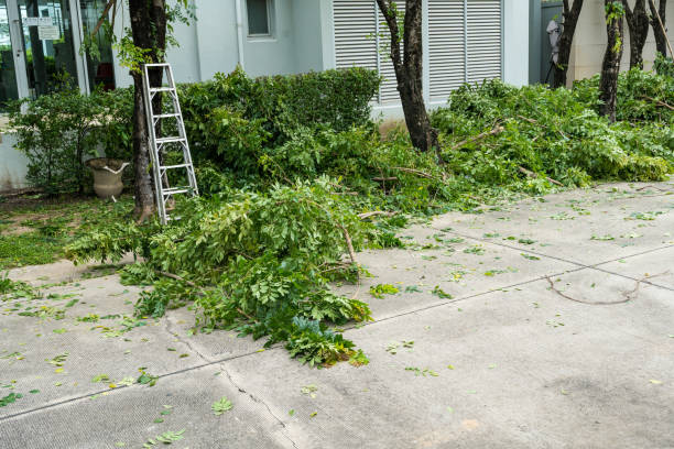 Reliable Morongo Valley, CA Tree Removal Solutions