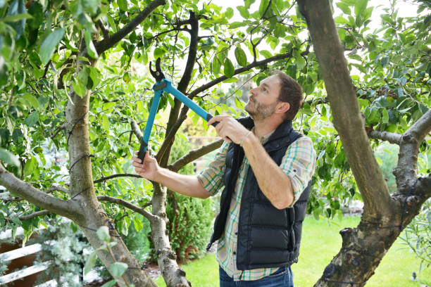 Best Tree and Shrub Care  in Morongo Valley, CA